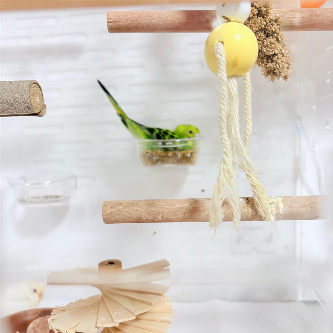 夢の食っちゃ寝生活を満喫するインコ