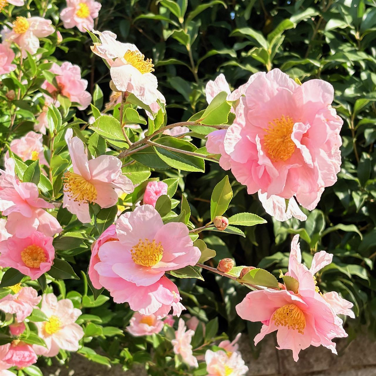 ありがたお天気