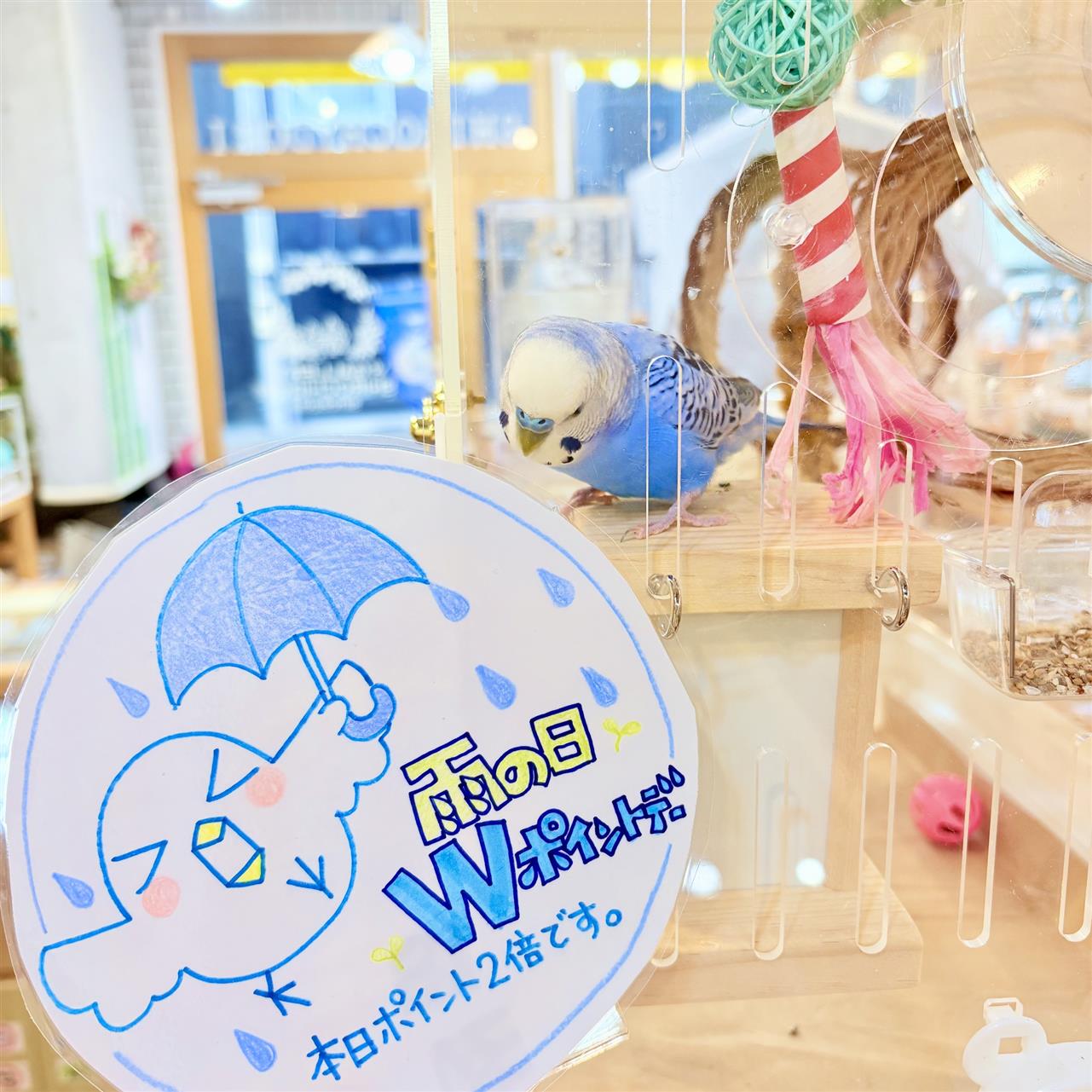 伊勢ひのきのウッドアクセサリー「セキセイインコ」新色 仕上がりました。