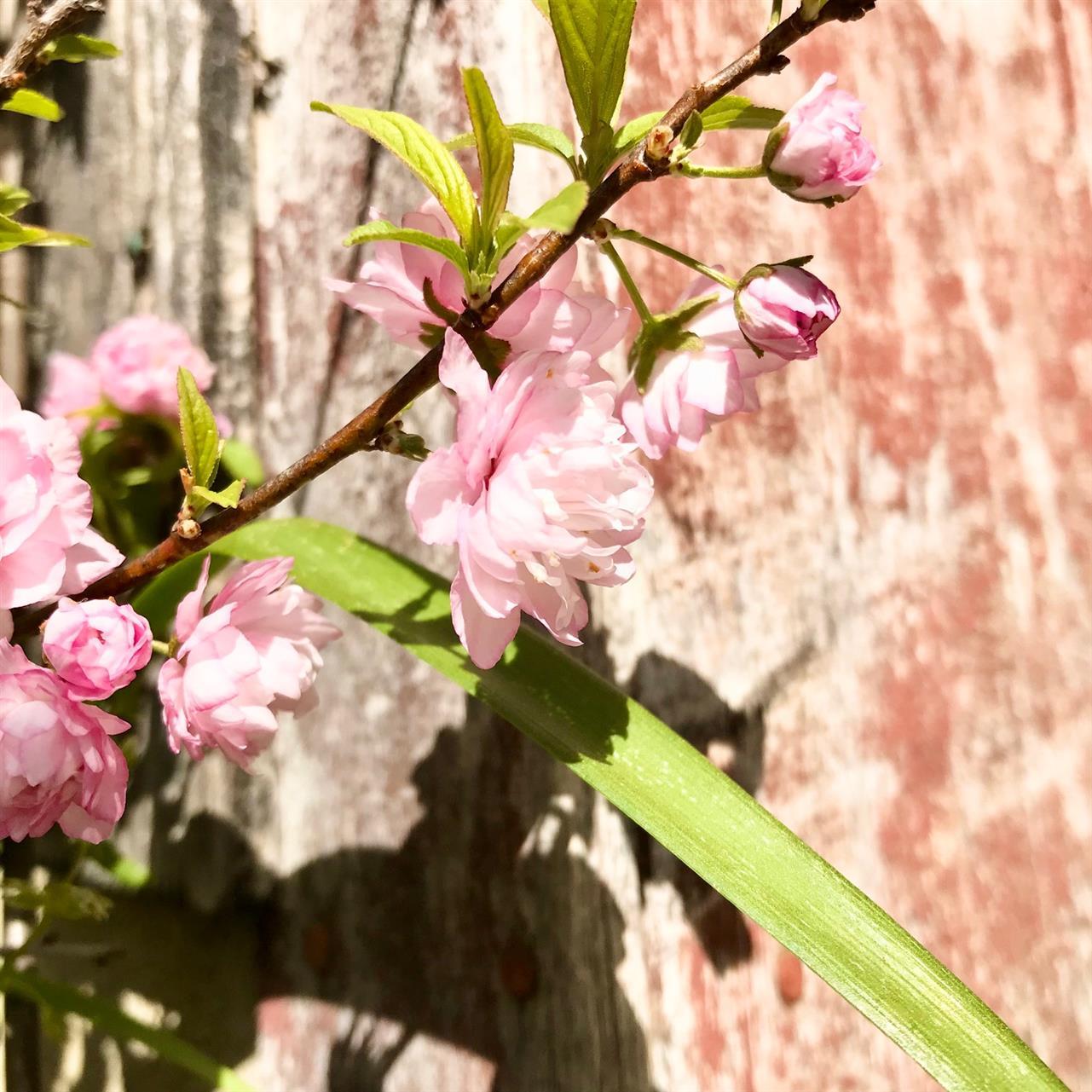 ３/３１（金）は延長営業になります。