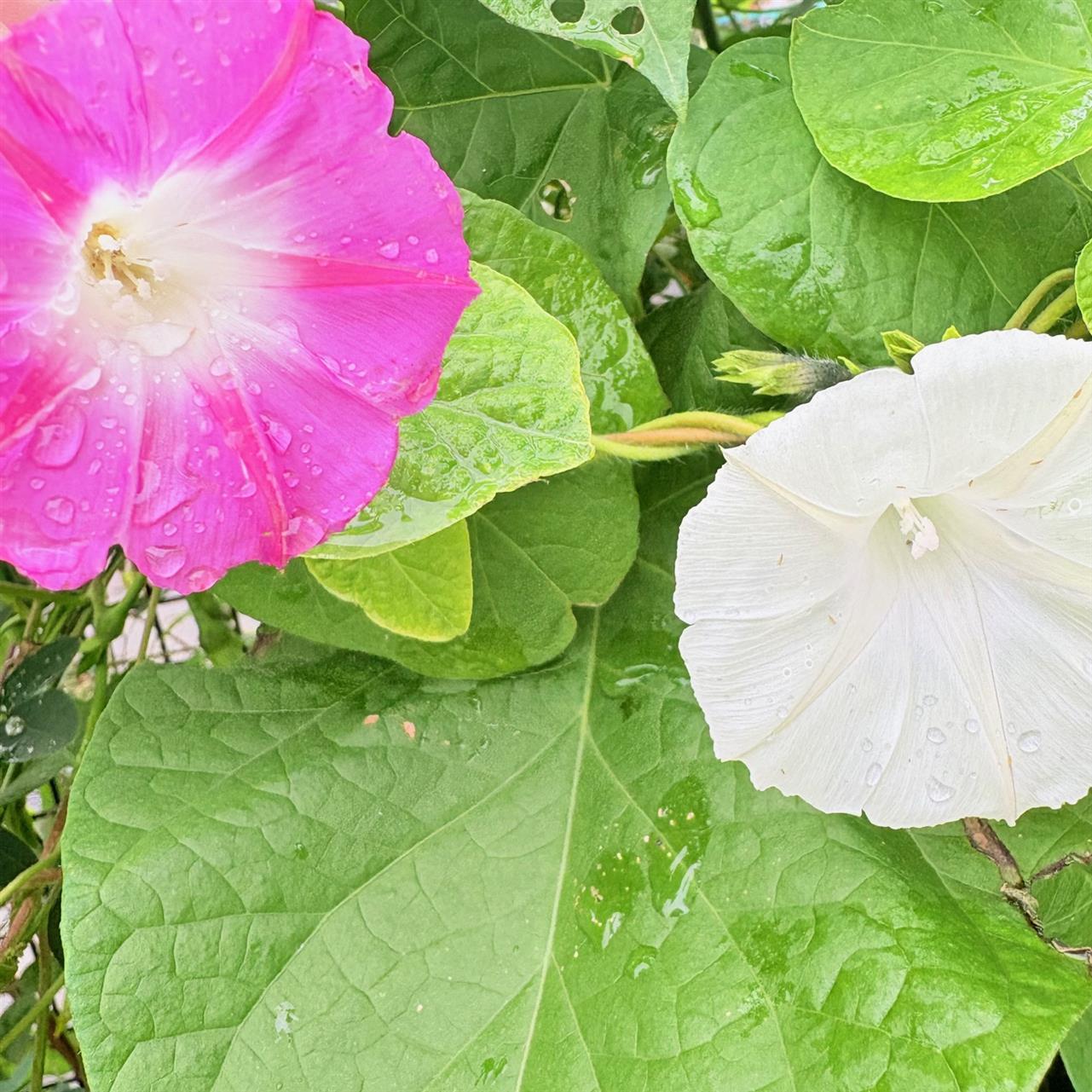 NEW Japanese garden style