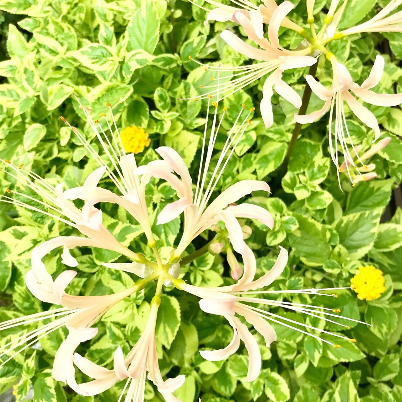 日本の新しい秋