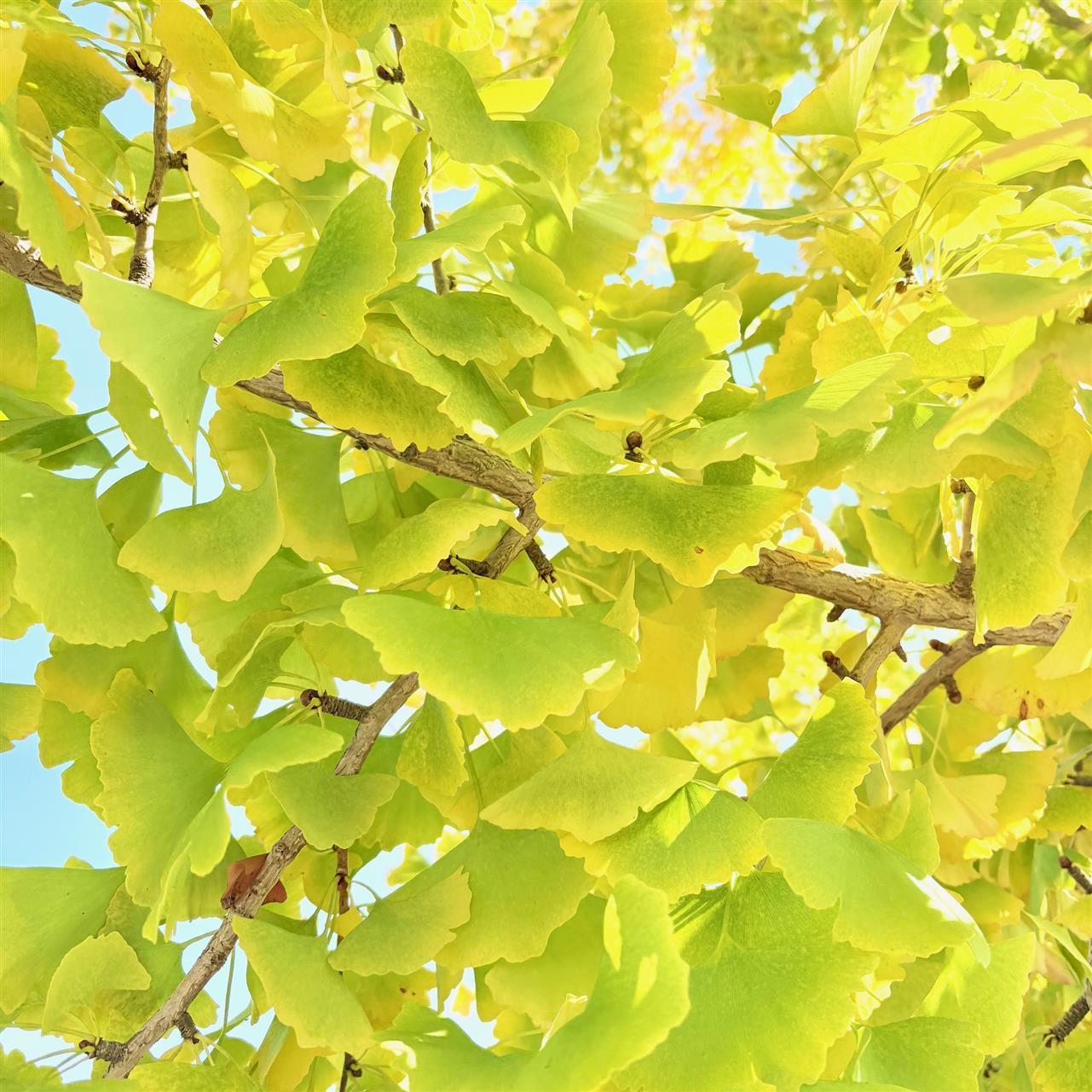 紅葉シーズン真っ盛り