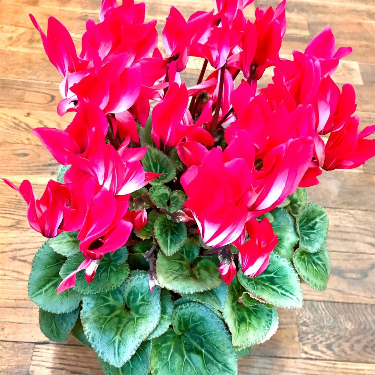 １２/１６（金）の営業時間