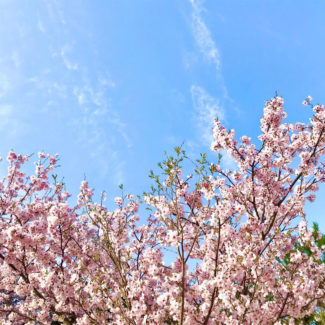 ３/３０（木）は臨時営業日です♪