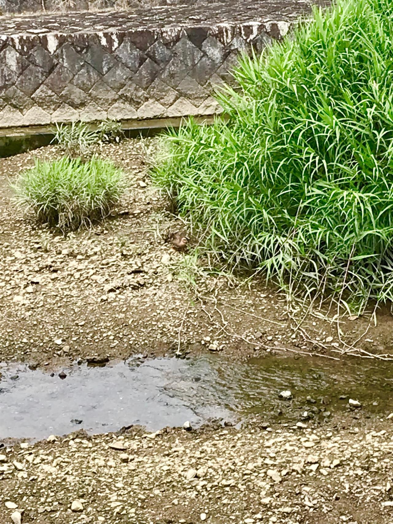 無事にすくすくと育ってね。