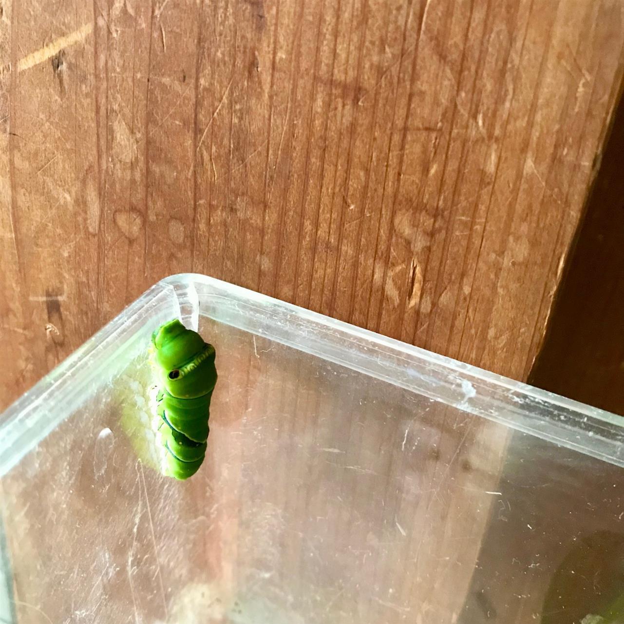 生き物に感謝。