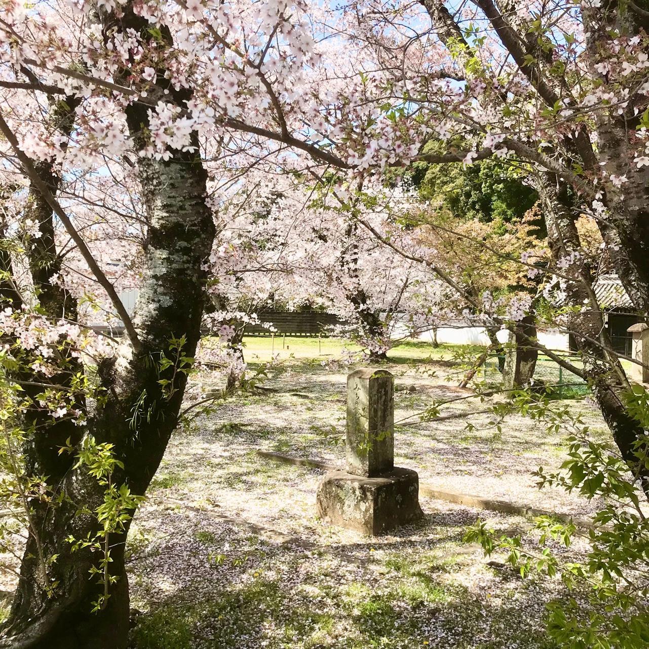 お屋根桜（オヤネザクラ）へ♪
