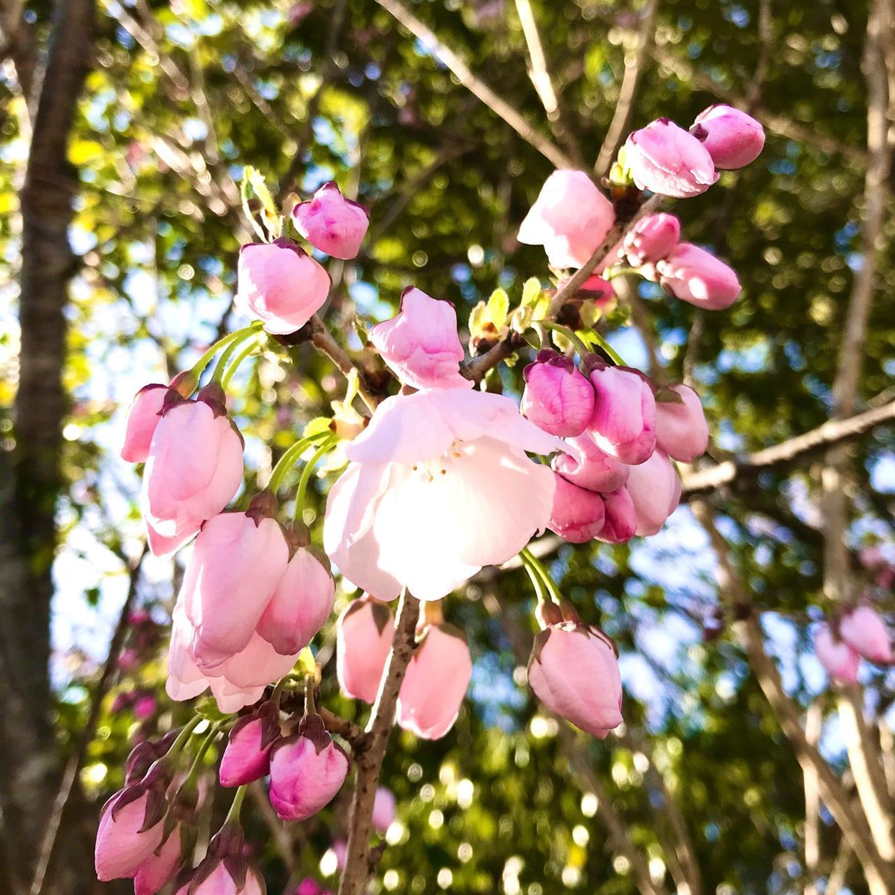 今年も入荷♪