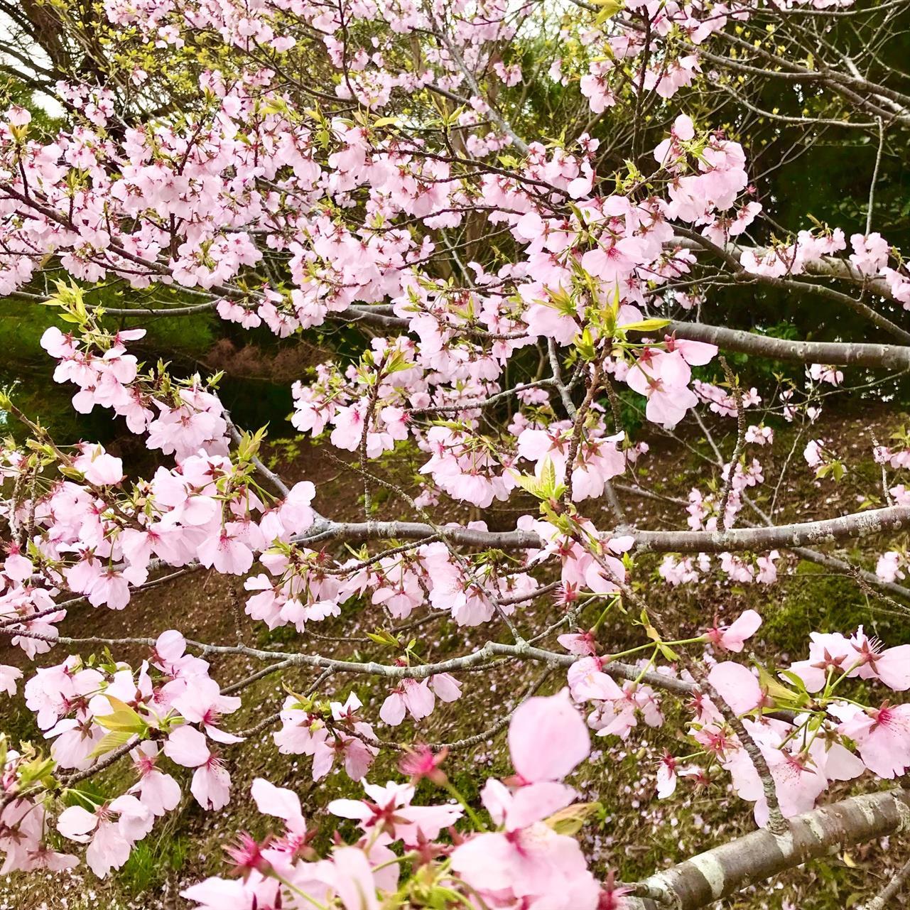雨あがって、桜満開♪