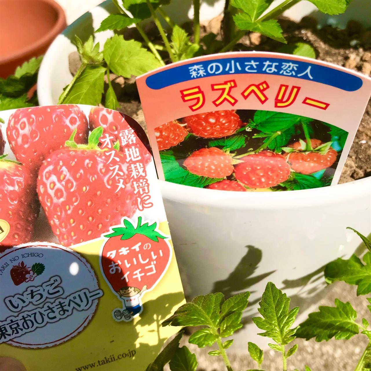 夏野菜の季節！