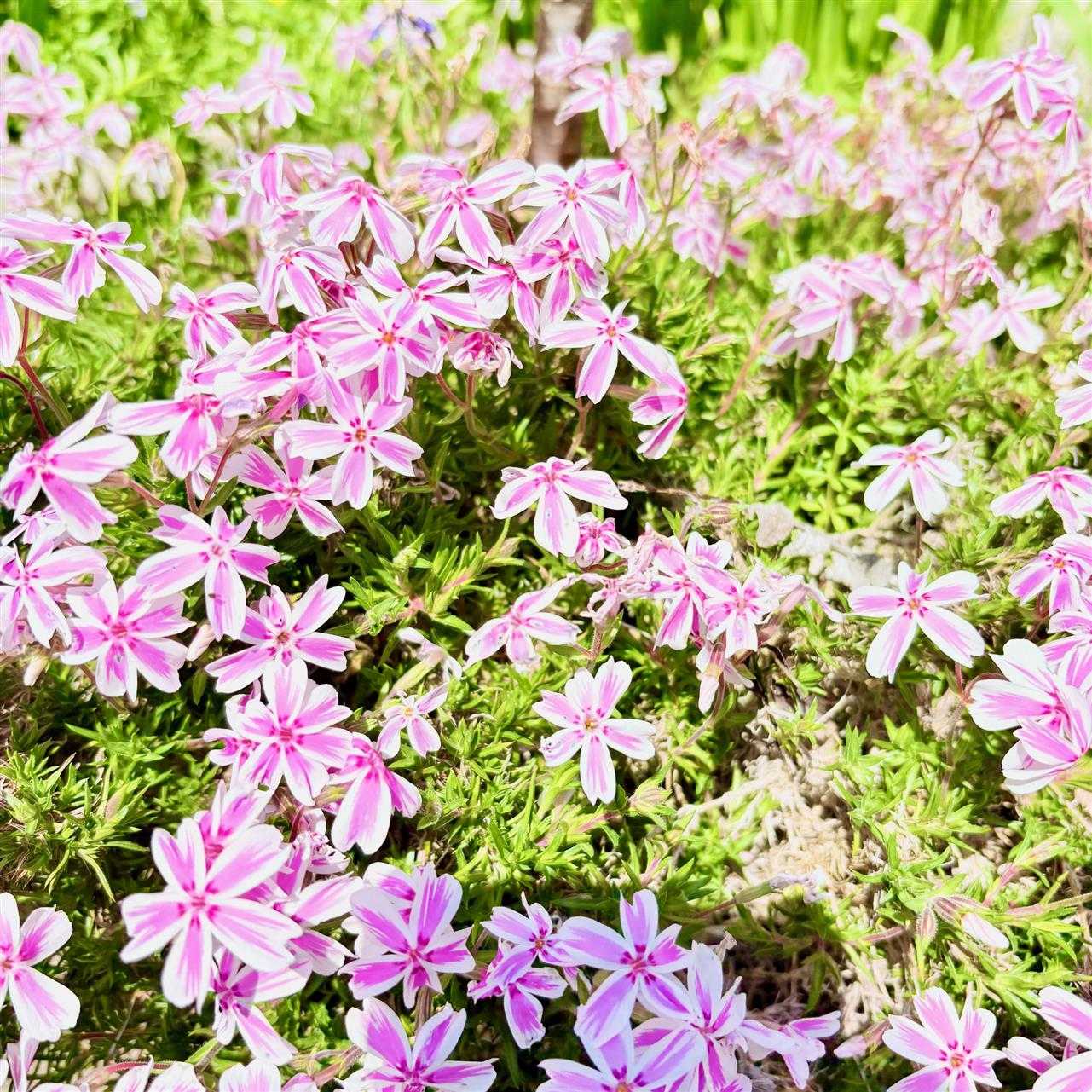 カジュアルにもフォーマルにも♪がま口ポシェット