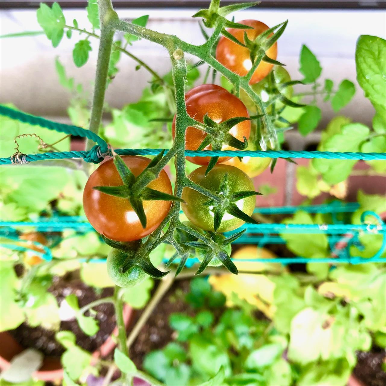 夏野菜真っ盛り。