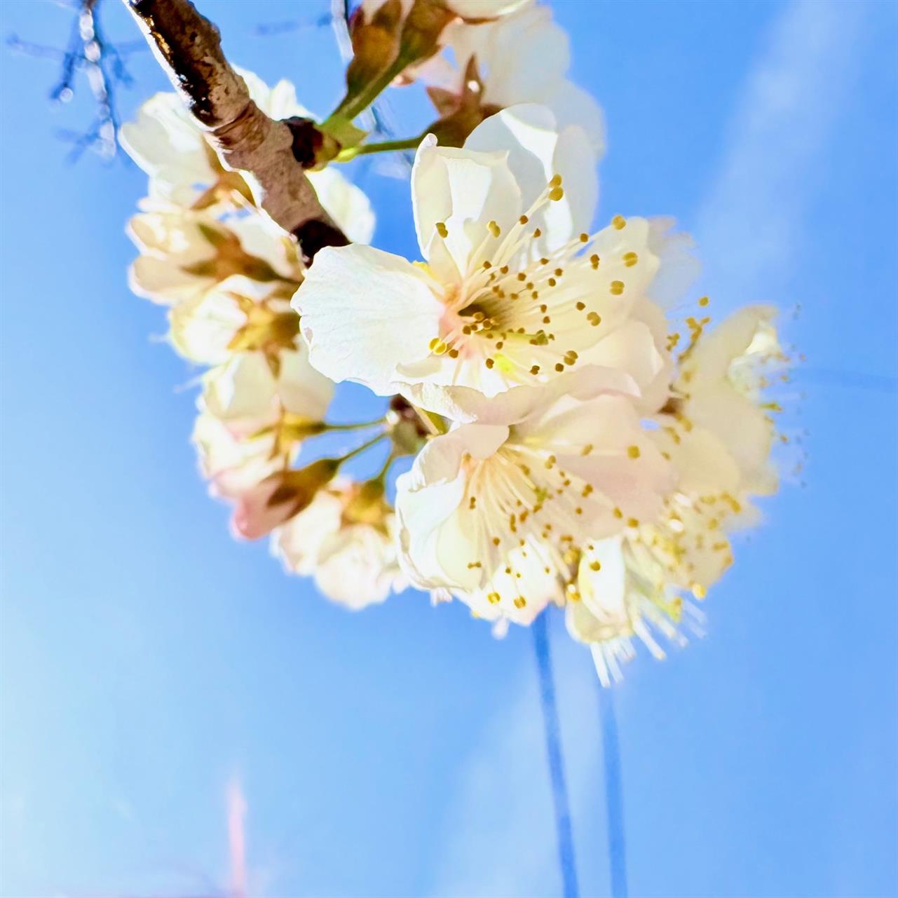 おぼろタオルさんの新商品「ポケ専タオル」