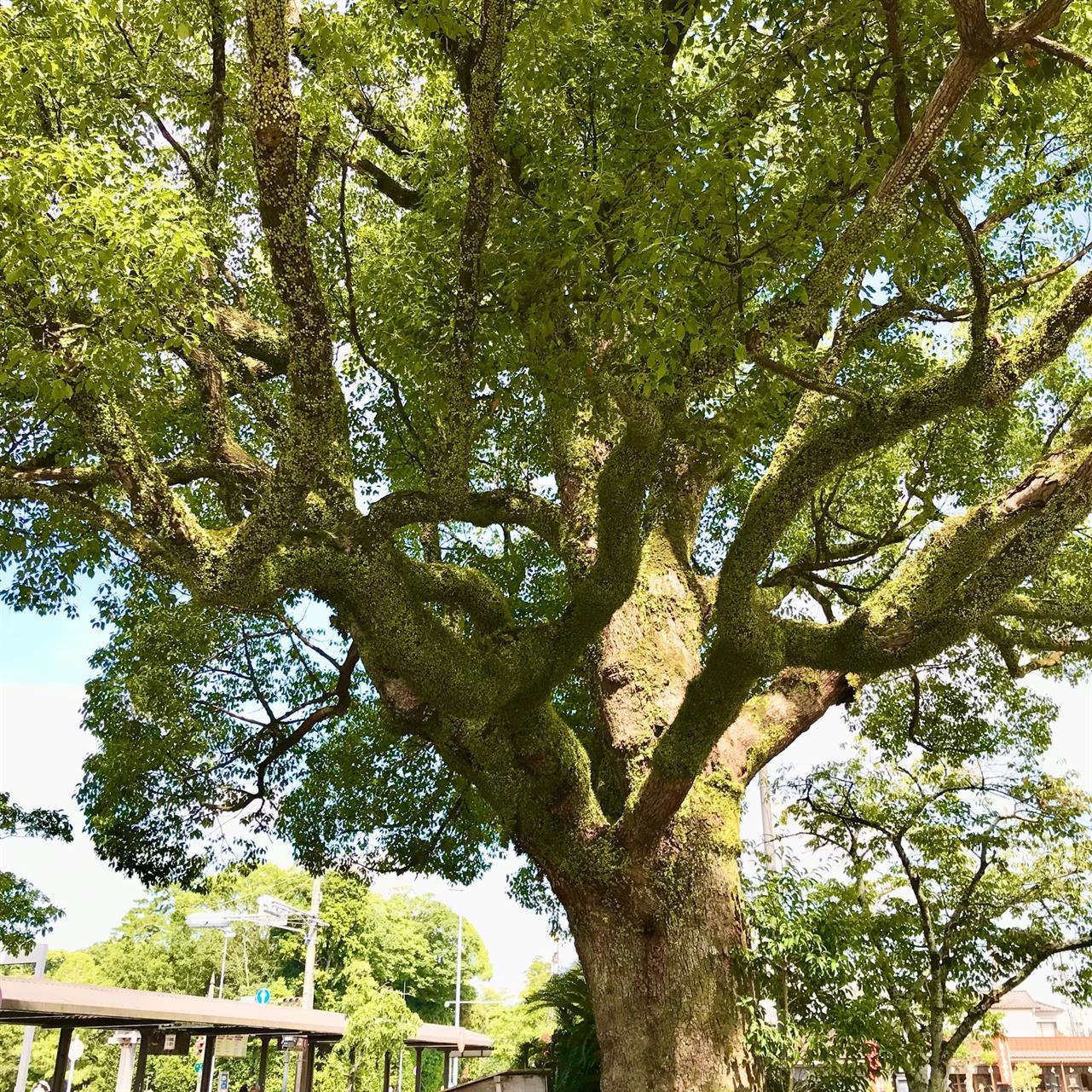 夏休み中の営業時間