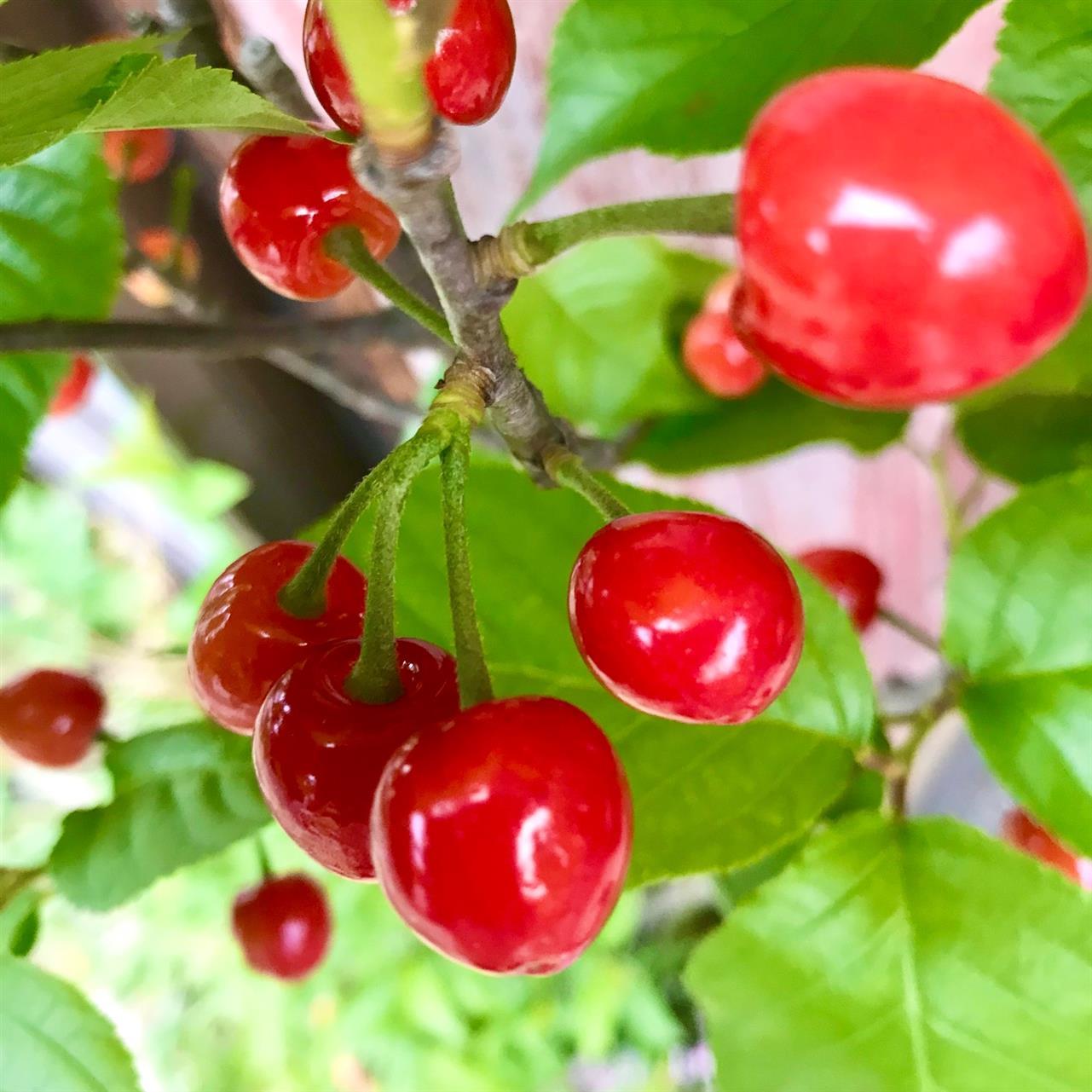 かわいいお花のにゃんこたち。